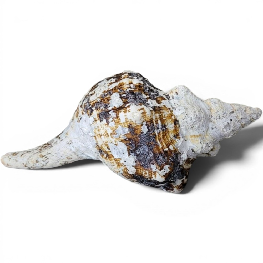 Real Conch Shell 10 inches Long Old Weathered Porous